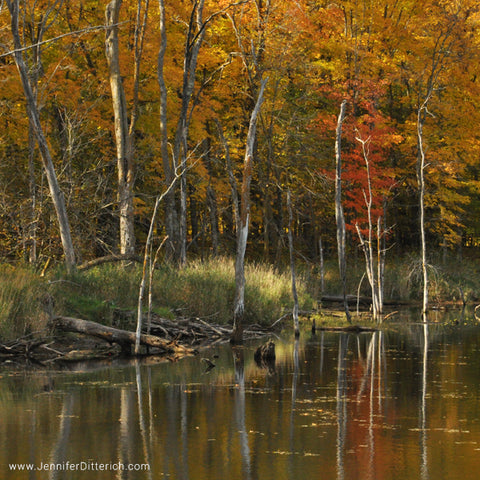 Birch Trees by an Autumn Lake by Jennifer Ditterich