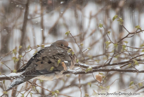 7 Easy Ways to Help Your Backyard Birds through Bad Weather by Jennifer Ditterich Designs  A pair of Purple Finches enjoy the seeds from a feeder.