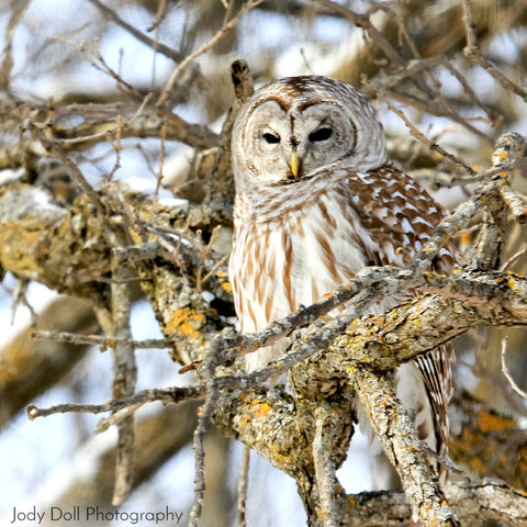 Barred Owl by Jody Doll Photography