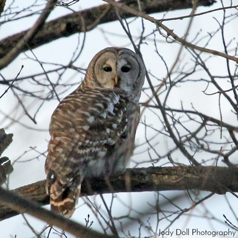 Barred Owl by Jody Doll Photography