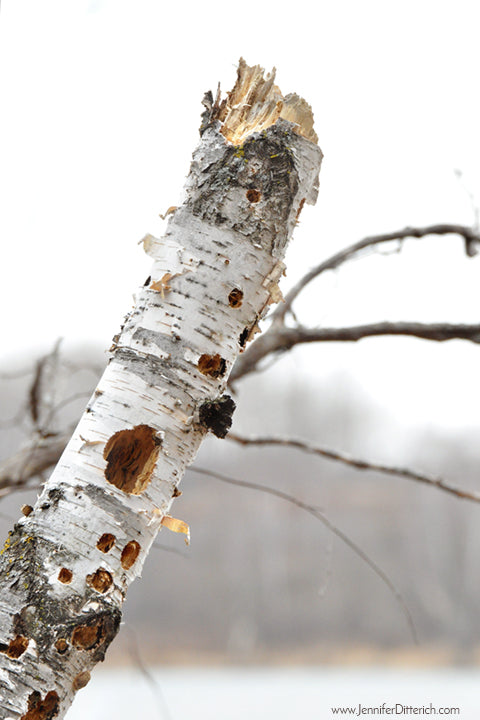 Birch Tree with Woodpecker Holes
