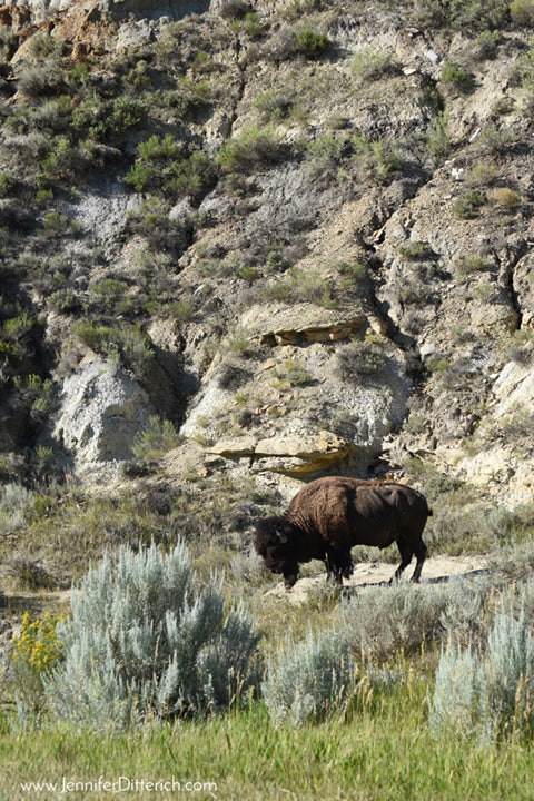 Bison in Theodore Roosevelt National Park by Jennifer Ditterich