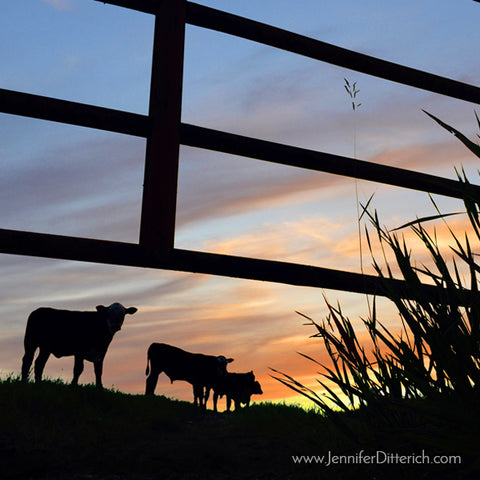 Cattle Sunset Silhouette by Jennifer Ditterich Designs