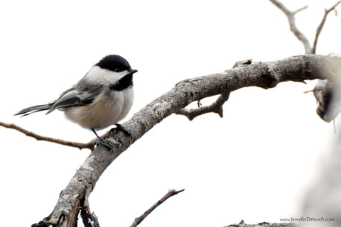 Springtime Chickdee on Birch