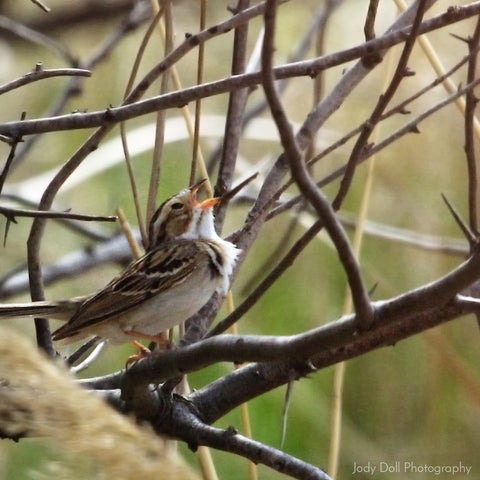 Clay-Colored Sparrow by Jody Doll