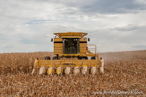 Corn Harvest by Jennifer Ditterich Designs