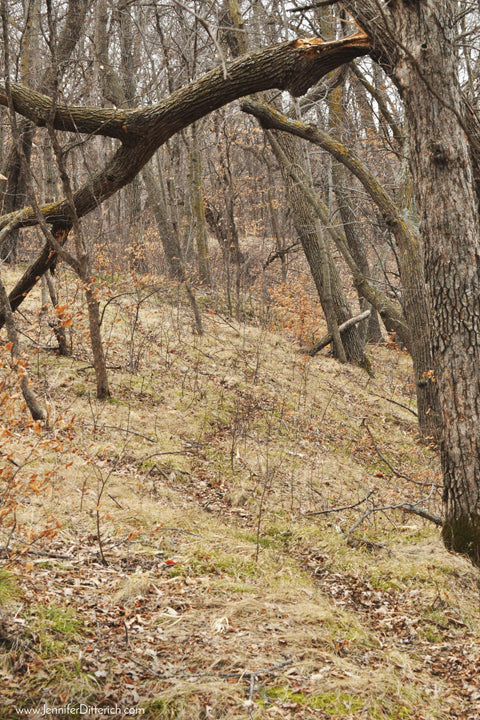 Deer Trail through the Woods