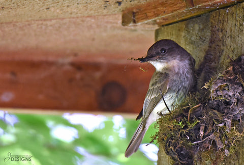 eastern phoebe building a nest
