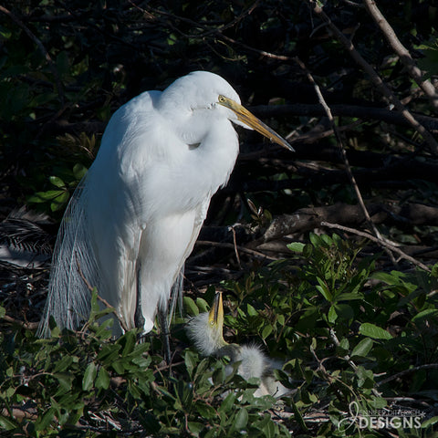 great egret nest