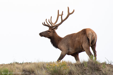 Elk in the Badlands of North Dakota by Jennifer Ditterich