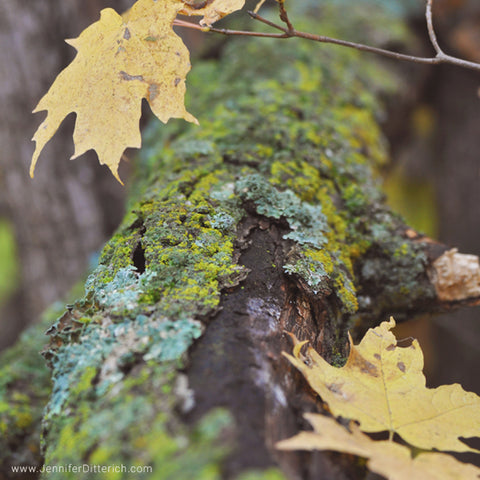 Forest Floor in the Fall by Jennifer Ditterich