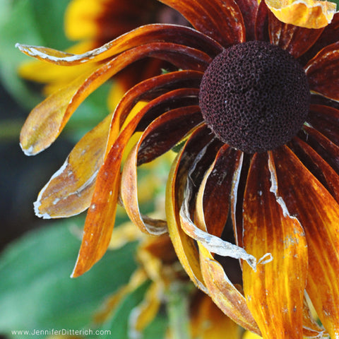 Autumn Flower by Jennifer Ditterich