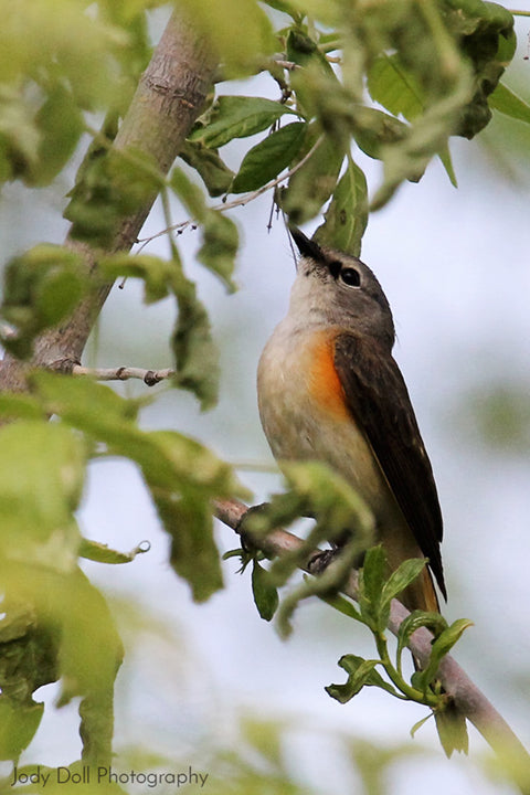 Female American Redstart by Jody Doll