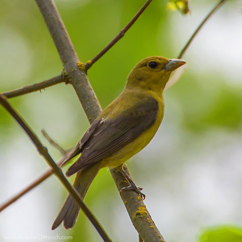 Female Scarlet Tanager by Jennifer Ditterich