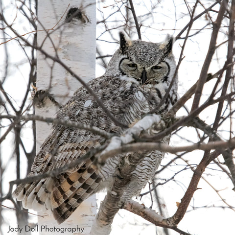 Great Horned Owl by Jody Doll Photography