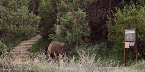 Hiking Bison in Theodore Roosevelt National Park by Jennifer Ditterich
