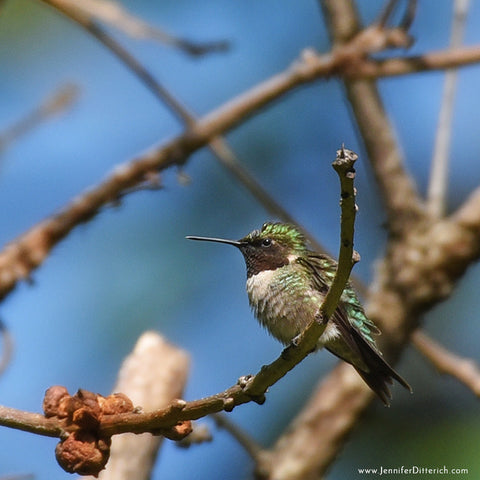 5 Easy Ways to Attract Hummingbirds to Your Yard