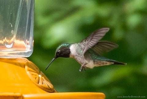 5 Easy Ways to Attract Hummingbirds to Your Yard by Jennifer Ditterich