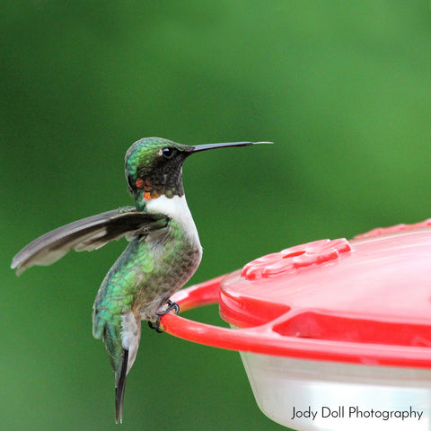 5 Easy Ways to Attract Hummingbirds to Your Yard