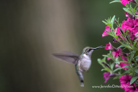 5 Easy Ways to Attract Hummingbirds to Your Yard by Jennifer Ditterich Designs