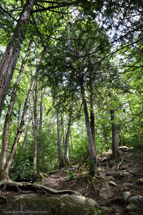 Kawishiwi Falls Hiking Trail by Jennifer Ditterich Designs