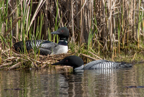 Loon Pair on Loon Lake Nest by Jennifer Ditterich Designs