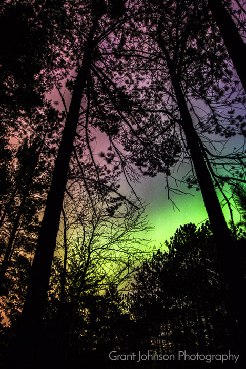 Northern Lights Through Trees by Grant Johnson Photography