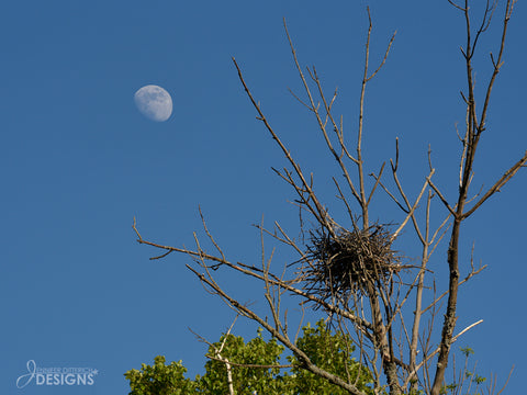 nest with moon