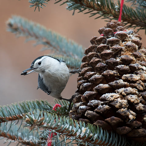 Nuthatch on Pincone Birdfeeder Ornament by Jennifer Ditterich Designs
