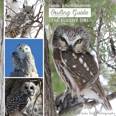 Owling Guide: Finding & Photographing the Elusive Owl