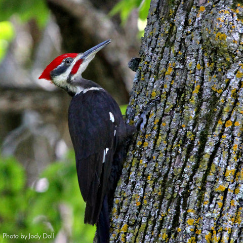 Pileated Woodpecker photo by Jody Doll