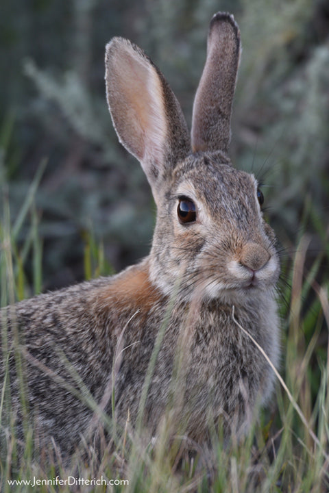 Rabbit in Theodore Roosevelt National Park by Jennifer Ditterich