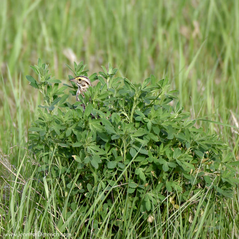 Savannah Sparrow by Jennifer Ditterich