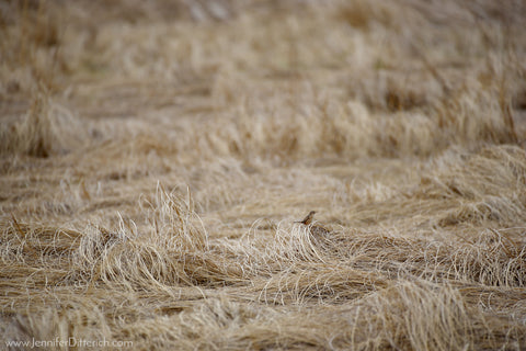 Sedge Wren in Field by Jennifer Ditterich