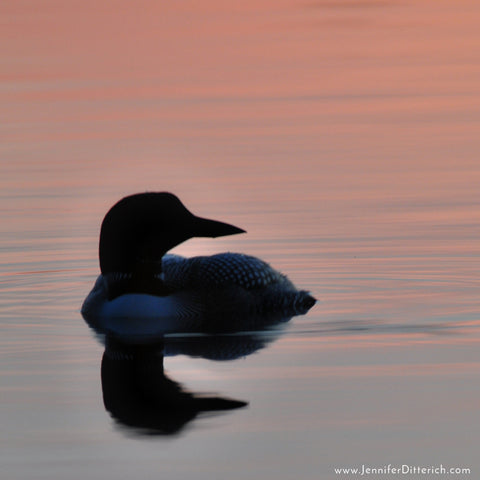 Loons-Arrive-Sign-of-Spring