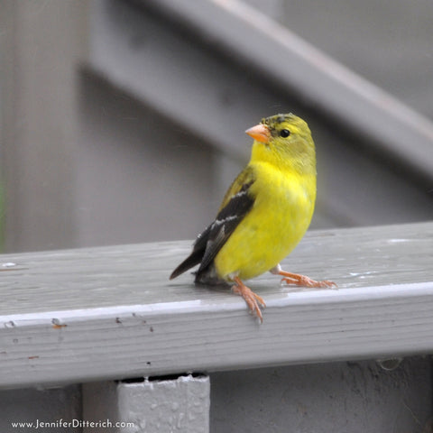 Goldfinch-Sign-of-Spring