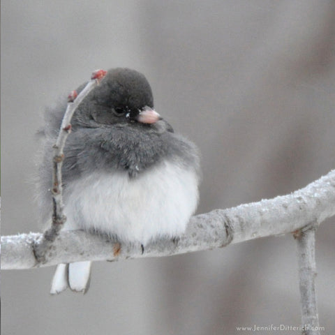 Winter-Junco-Jennifer-Ditterich-Designs