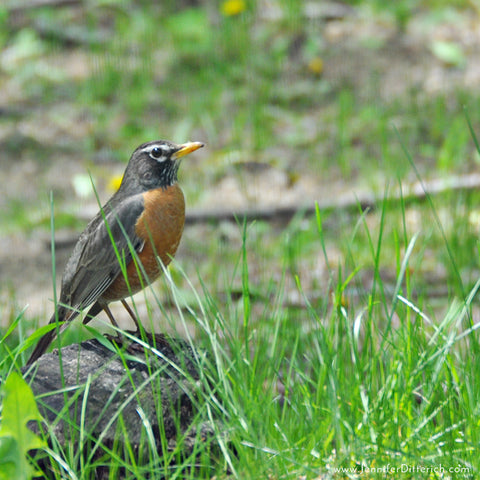 Robins-Arrive-in-Spring