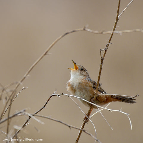 Singing Sedge Wren by Jennifer Ditterich