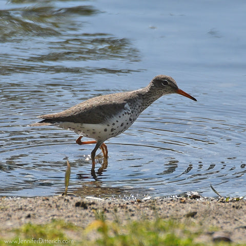 Spotted Sandpiper by Jennifer Ditterich