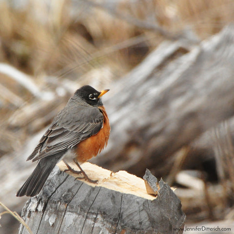 Robin on stump