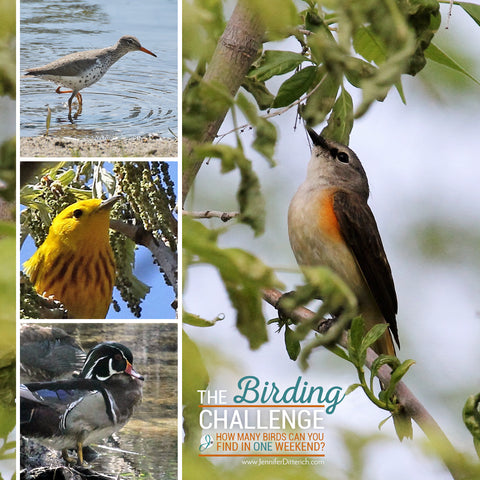 The Birding Challenge by Jennifer Ditterich Designs