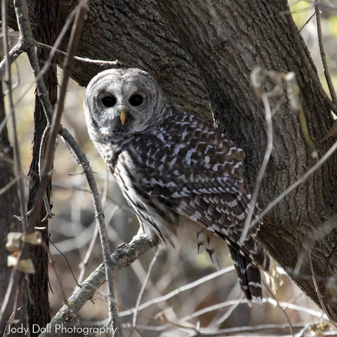 Wary Barred Owl by Jody Doll Photography