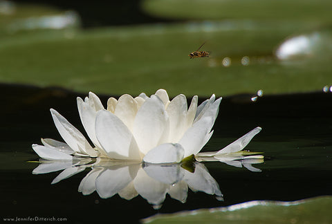 Photographing Your Lake Time by Jennifer Ditterich Designs