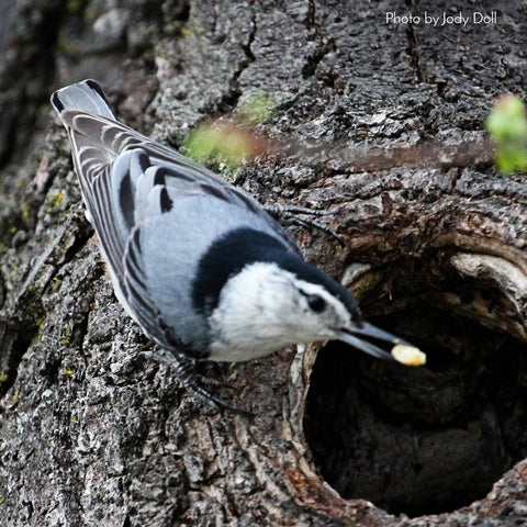 Choose the right seed for the birds