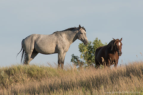 Wild Horses in Theodore Roosevelt National Park by Jennifer Ditterich
