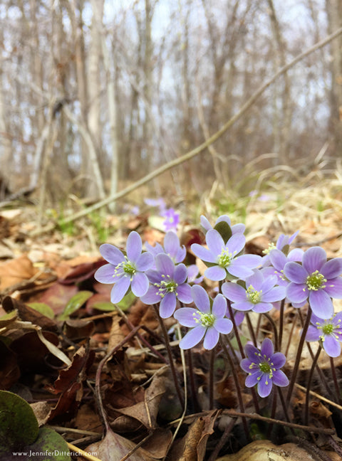 Woodland Violet Cell Phone Photo by Jennifer Ditterich