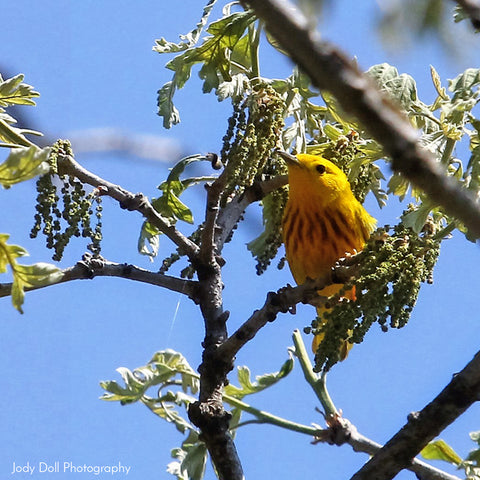 Yellow Warbler by Jody Doll