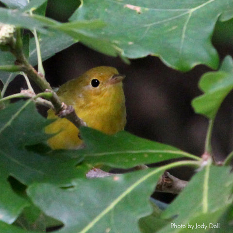 Yellow Warbler photo by Jody Doll