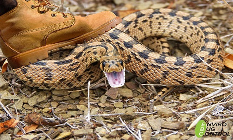 how to deter snakes from your garden